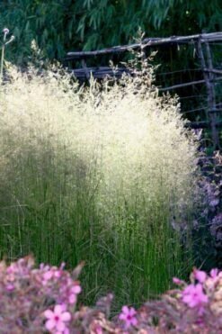 Tufted Hair Grass (Deschampsia Cespitosa) - 8 Pack Of 1 Gallon Pots