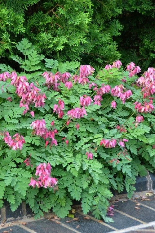Luxuriant Bleeding Heart - 1 Gallon Pot - Image 6