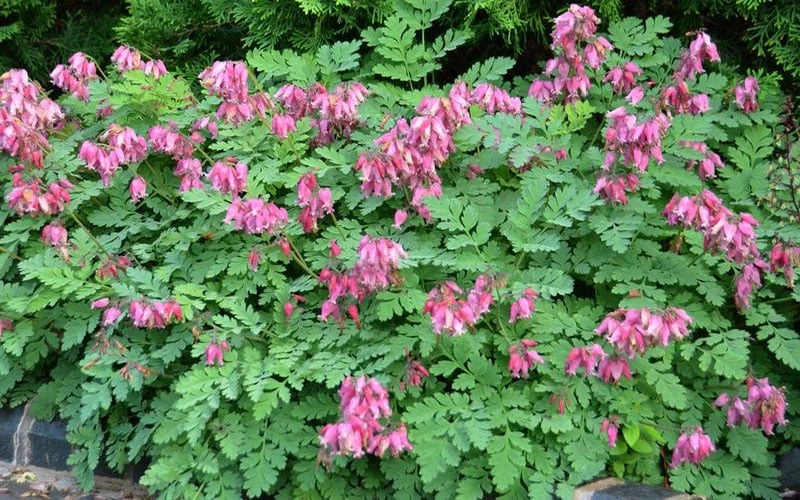 Luxuriant Bleeding Heart - 1 Gallon Pot - Image 7
