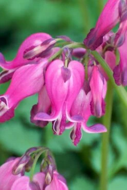 Luxuriant Bleeding Heart - 1 Gallon Pot