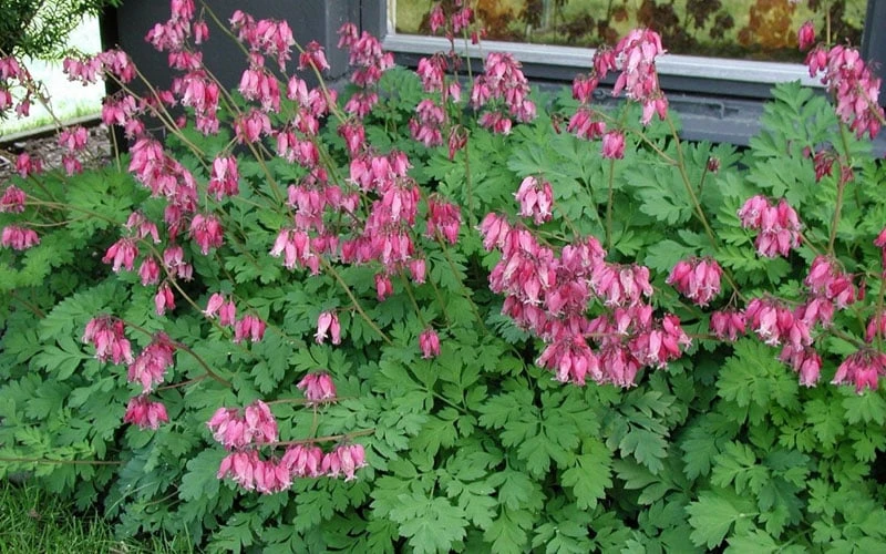 Luxuriant Bleeding Heart - 1 Gallon Pot - Image 5