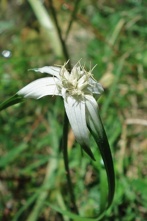 White Star Grass (Dichromena Latifolia) - 6 Pack Of 1 Gallon Pots - Image 8