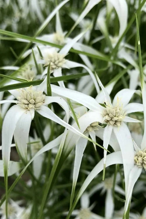 White Star Grass (Dichromena Latifolia) - 6 Pack Of 1 Gallon Pots - Image 5