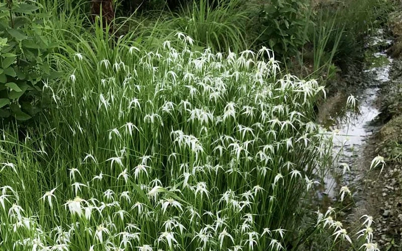 White Star Grass (Dichromena Latifolia) - 6 Pack Of 1 Gallon Pots - Image 6