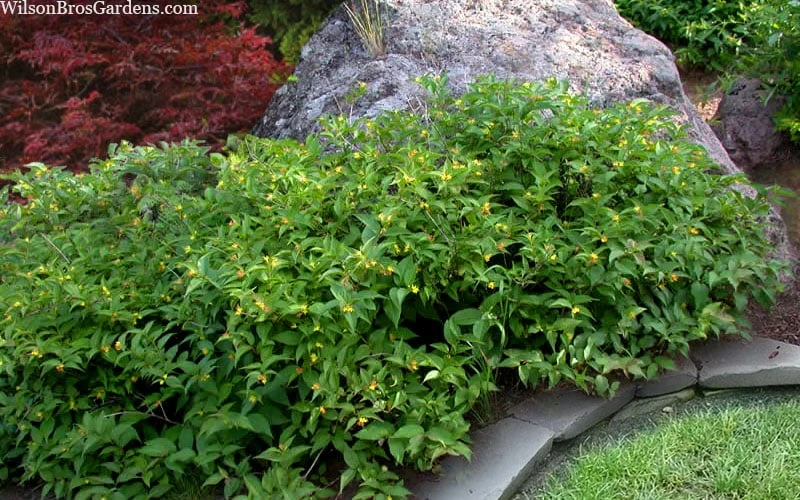 Dwarf Bush Honeysuckle (Diervilla Lonicera) - 1 Gallon Pot - Image 5