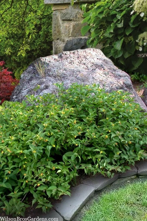 Dwarf Bush Honeysuckle (Diervilla Lonicera) - 1 Gallon Pot - Image 3