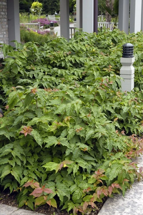 Dwarf Bush Honeysuckle (Diervilla Lonicera) - 1 Gallon Pot - Image 7