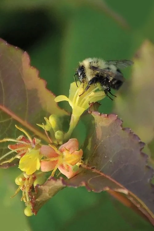 Dwarf Bush Honeysuckle (Diervilla Lonicera) - 1 Gallon Pot - Image 6