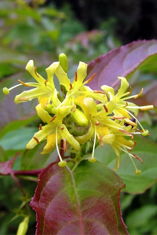 Dwarf Bush Honeysuckle (Diervilla Lonicera) - 1 Gallon Pot - Image 4