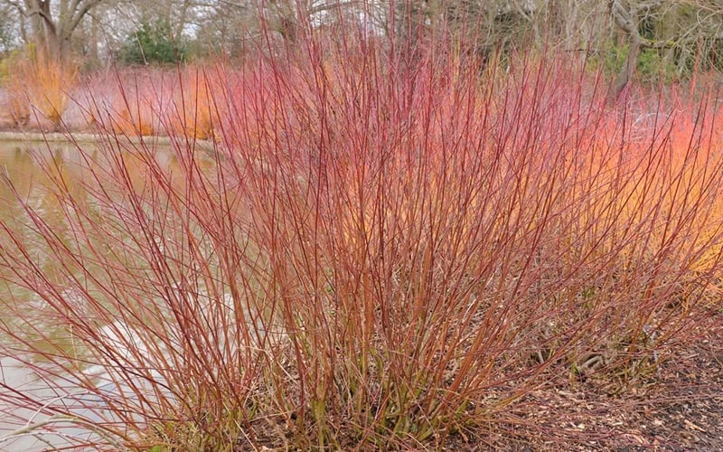 Silky Dogwood (Cornus Amonium) - 3 Gallon Pot - Image 8