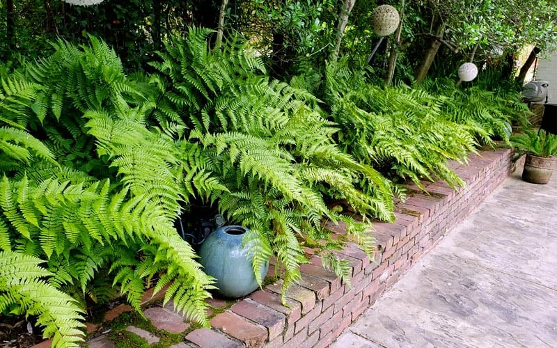 Autumn Brilliance Fern (Dryopteris Erythrosora) - 6 Pack Of 1 Gallon Pots - Image 7