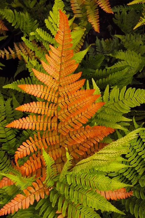 Autumn Brilliance Fern (Dryopteris Erythrosora) - 3 Gallon - Image 4