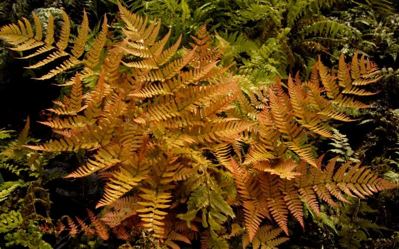 Autumn Brilliance Fern (Dryopteris Erythrosora) - 2.5 Quart Pot - Image 5