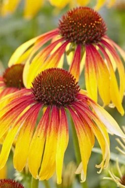 Fiery Meadow Mama Coneflower (Echinacea) - 1 Gallon Pot