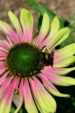 Green Twister Coneflower (Echinacea) - 1 Gallon Pot