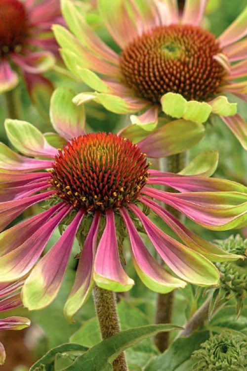 Green Twister Coneflower (Echinacea) - 2.5 Quart Pot - Image 6