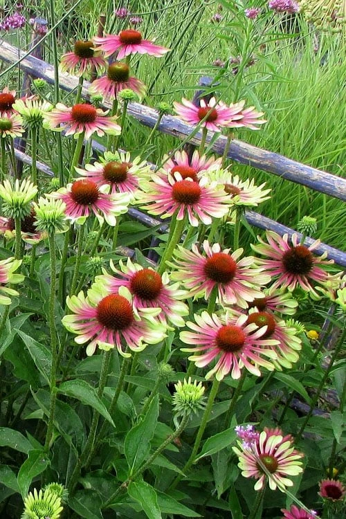 Green Twister Coneflower (Echinacea) - 2.5 Quart Pot - Image 4