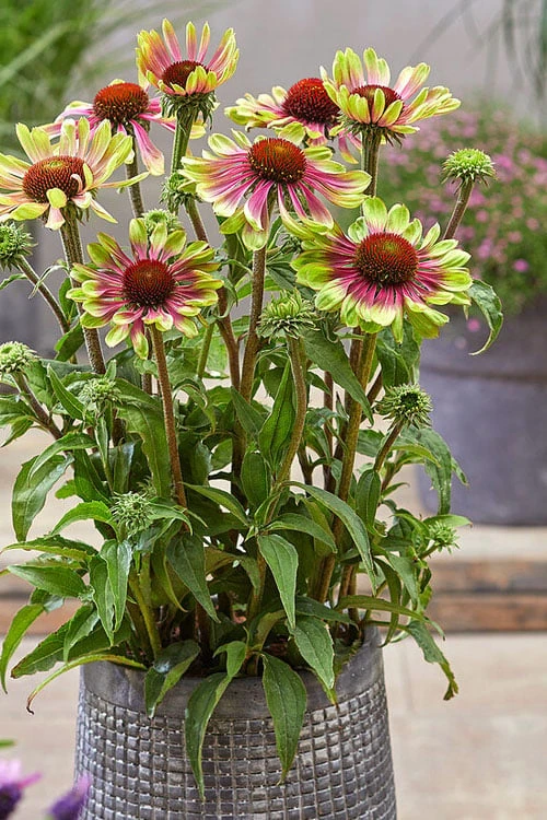 Green Twister Coneflower (Echinacea) - 2.5 Quart Pot - Image 5