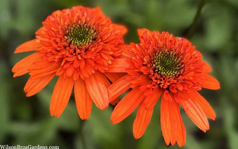 Moab Sunset Coneflower (Echinacea) - 1 Gallon Pot - Image 6