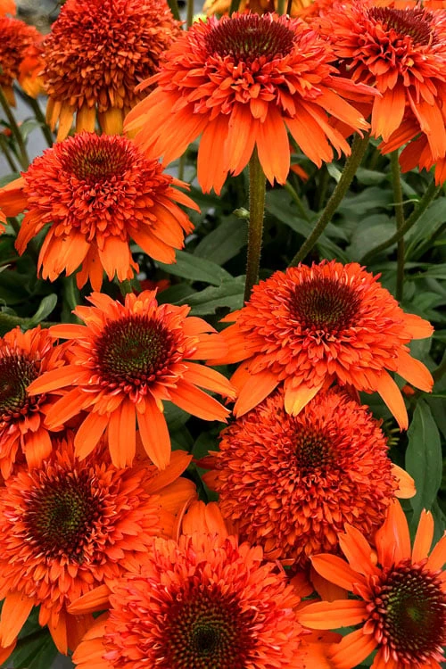 Moab Sunset Coneflower (Echinacea) - 1 Gallon Pot - Image 4