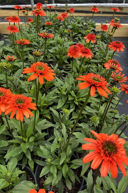 Moab Sunset Coneflower (Echinacea) - 1 Gallon Pot - Image 8