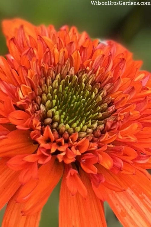Moab Sunset Coneflower (Echinacea) - 1 Gallon Pot - Image 5