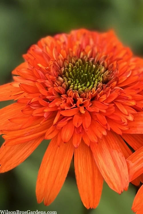Moab Sunset Coneflower (Echinacea) - 1 Gallon Pot - Image 7