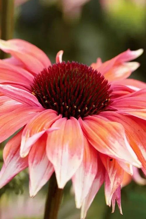 Playful Meadow Mama Coneflower (Echinacea) - 6 Pack Of 1 Gallon Pots - Image 4