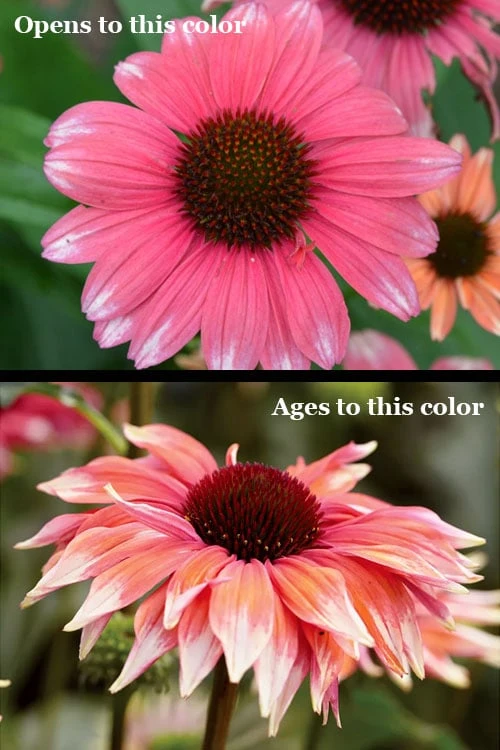 Playful Meadow Mama Coneflower (Echinacea) - 6 Pack Of 1 Gallon Pots - Image 6