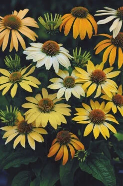 Mellow Yellows Coneflower (Echinacea) - 5 Pack Of Quart Pots