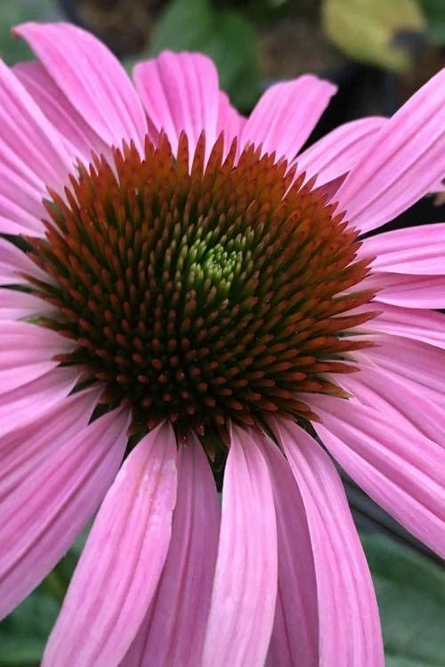 Prairie Splendor Coneflower (Echinacea) - 5 Pack Of Quart Pots - Image 5