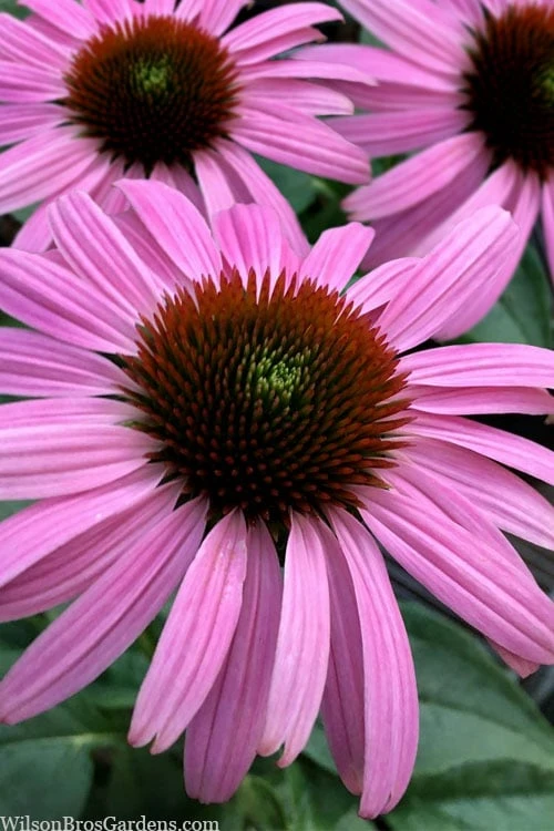 Prairie Splendor Coneflower (Echinacea) - 5 Pack Of Quart Pots