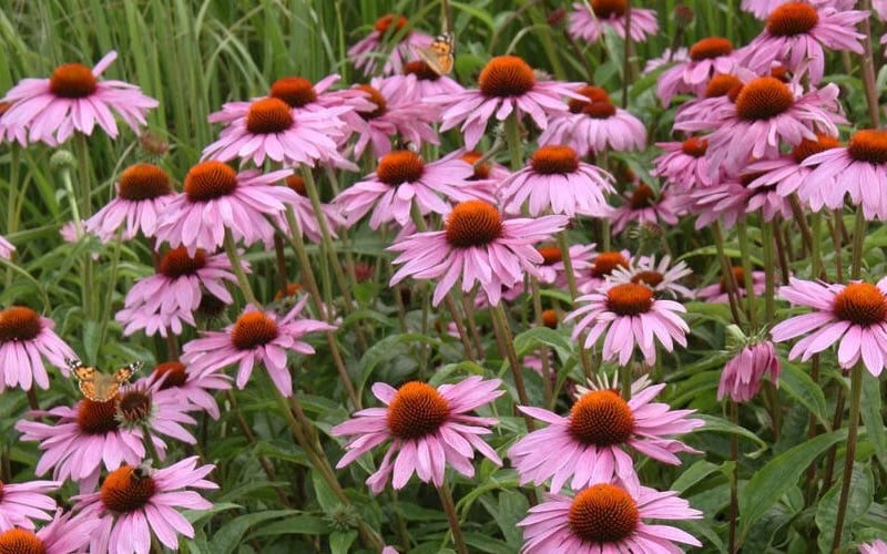 Prairie Splendor Coneflower (Echinacea) - 5 Pack Of Quart Pots - Image 4