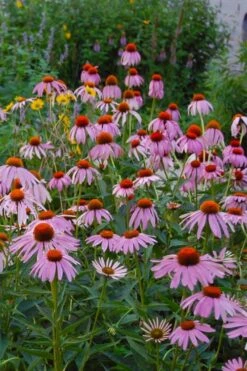 Purple Coneflower (Echinacea) - 8 Pack Of 1 Gallon Pots
