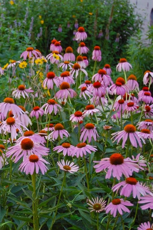 Purple Coneflower (Echinacea) - 8 Pack Of 1 Gallon Pots