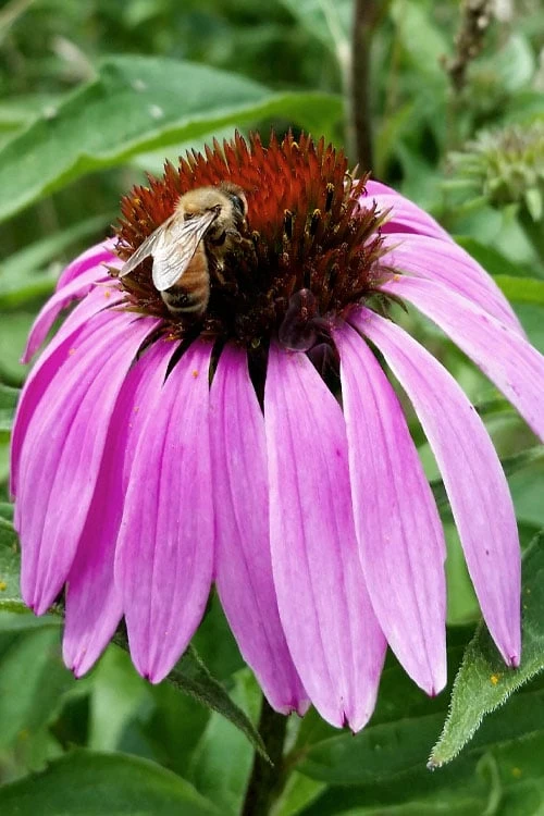 Purple Coneflower (Echinacea) - 6 Pack Of 1 Gallon Pots - Image 6