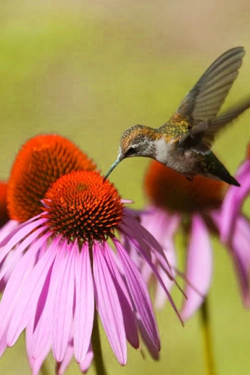 Purple Coneflower (Echinacea) - 6 Pack Of 1 Gallon Pots - Image 5