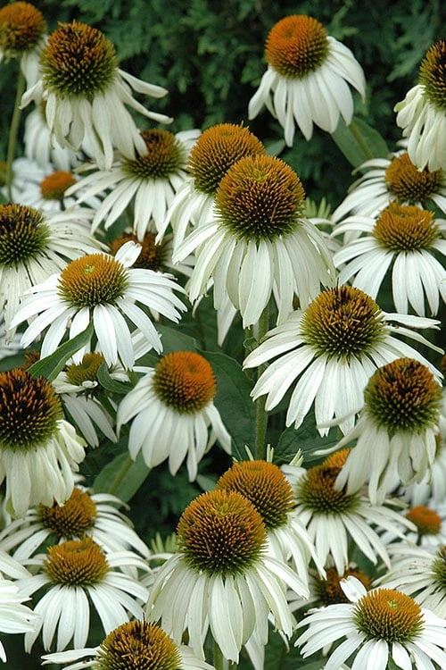 White Swan Coneflower (Echinacea) - 1 Gallon Pot