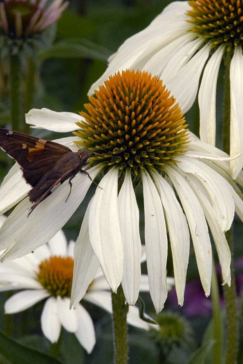 White Swan Coneflower (Echinacea) - 1 Gallon Pot - Image 4