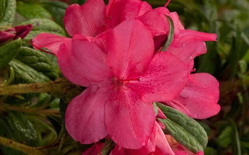 Autumn Jewel Encore Azalea - 3 Gallon Pot - Image 4