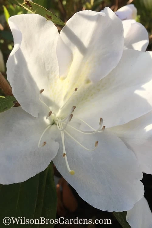 Autumn Lily Encore Azalea - 1 Gallon Pot