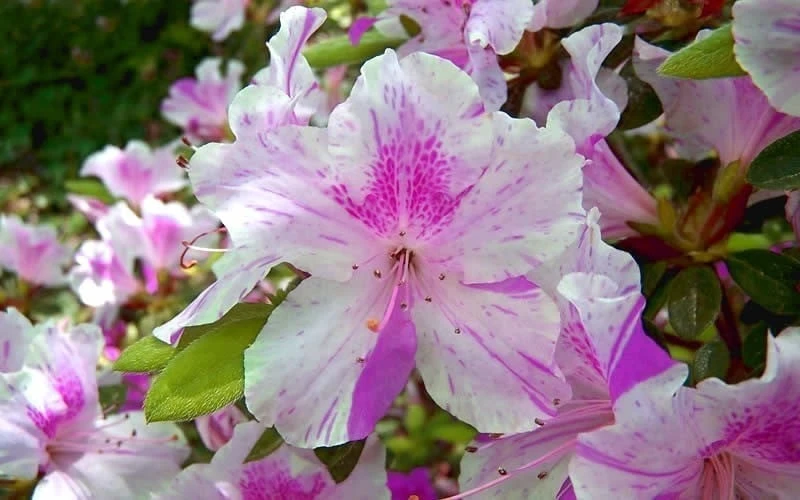 Autumn Twist Encore Azalea - 7 Gallon Pot - Image 5