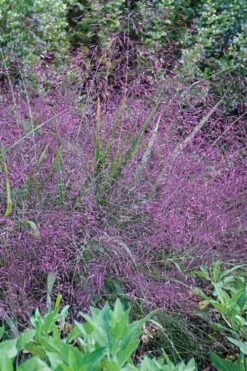 Purple Lovegrass - Eragrostis Spectabilis - 8 Pack Of 1 Gallon Pots