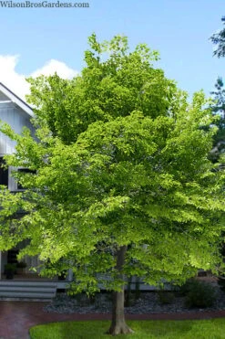 American Beech Tree (Fagus Grandifolia) - 1 Gallon Pot