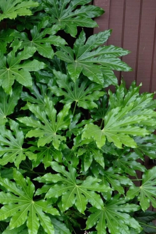Fatsia Japonica (Japanese Aralia / Glossy Paper Plant) - 7 Gallon Pot