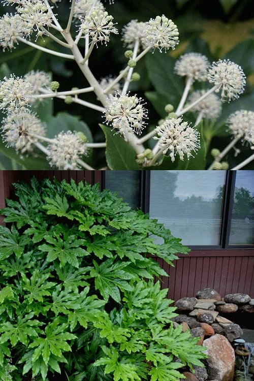 Fatsia Japonica (Japanese Aralia / Glossy Paper Plant) - 7 Gallon Pot - Image 4