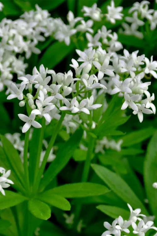Sweet Woodruff (Galium Odoratum) - 6 Pack Of Pint Pots - Image 6