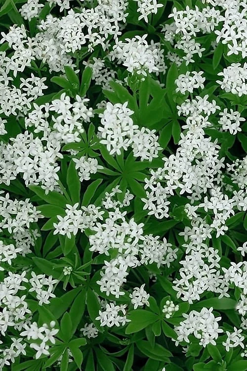 Sweet Woodruff (Galium Odoratum) - 5 Pack Of Quart Pots - Image 4
