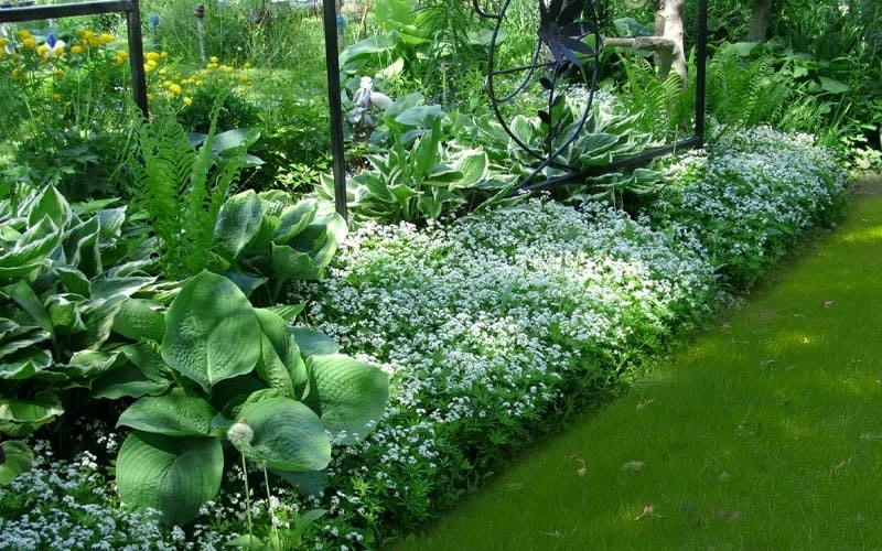 Sweet Woodruff (Galium Odoratum) - 5 Pack Of Quart Pots - Image 5