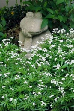 Sweet Woodruff (Galium Odoratum) - 5 Pack Of Quart Pots